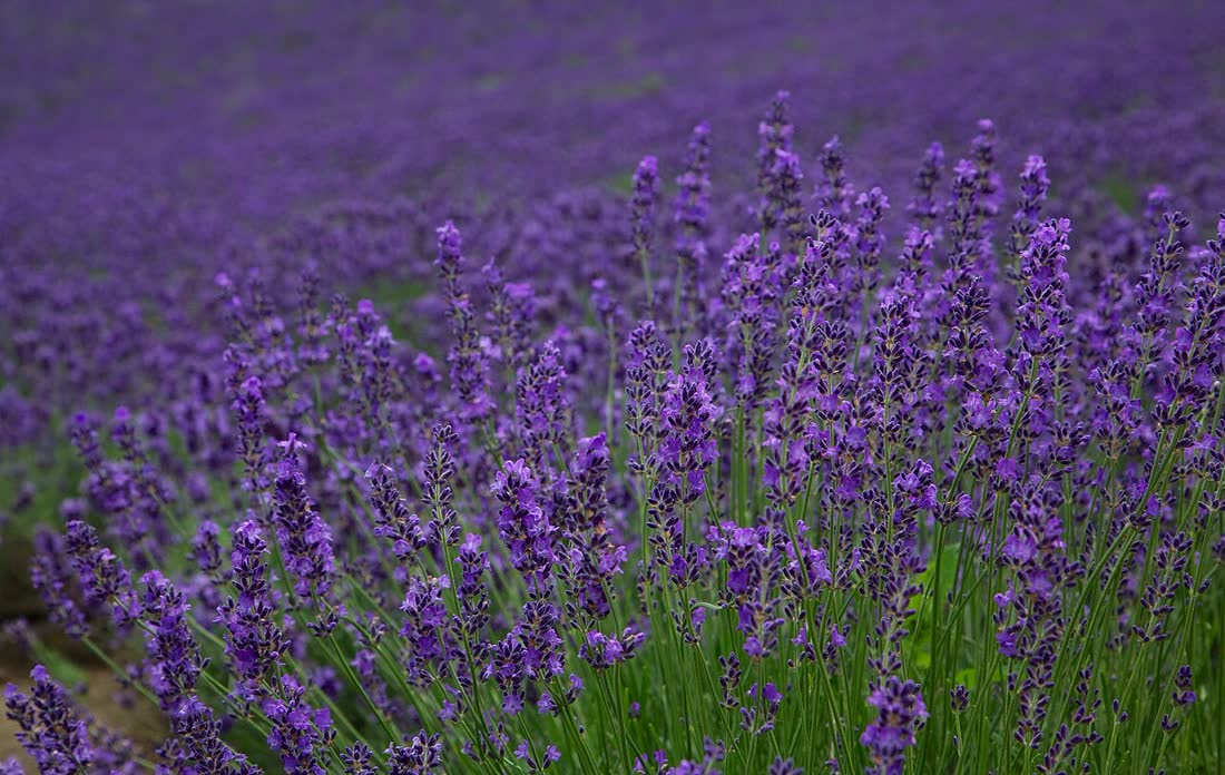 Lavender fields of Furano