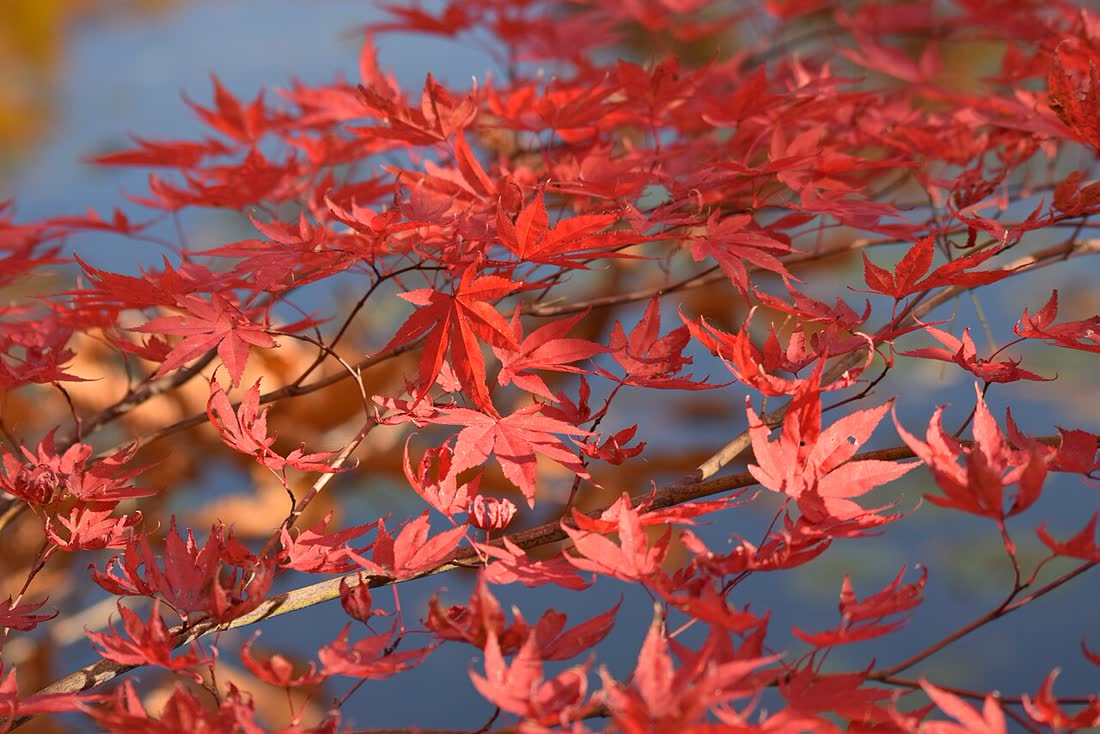 Autumn leaves in Hokkaido